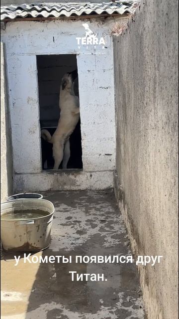 у Камочки появился друг
