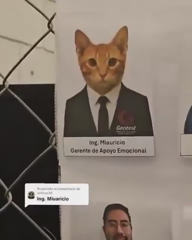 Должность для кота