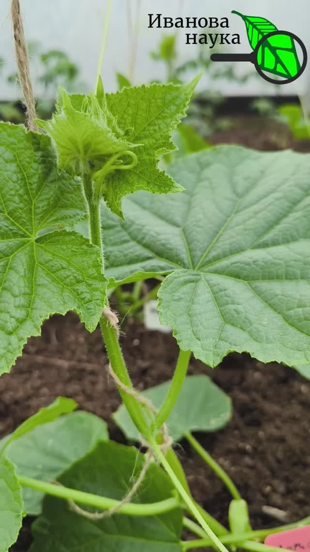 🥒 СДЕЛАЙ ЭТО и огурцы разорвут куст урожаем! 😱🛑 Хватит собирать мало! Особый полив для огурцов!💦