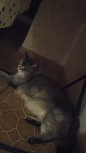 Новый Котя😍🥰