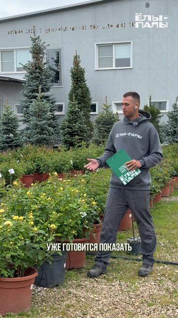 2026.05.27_Розы в крупном контейнере