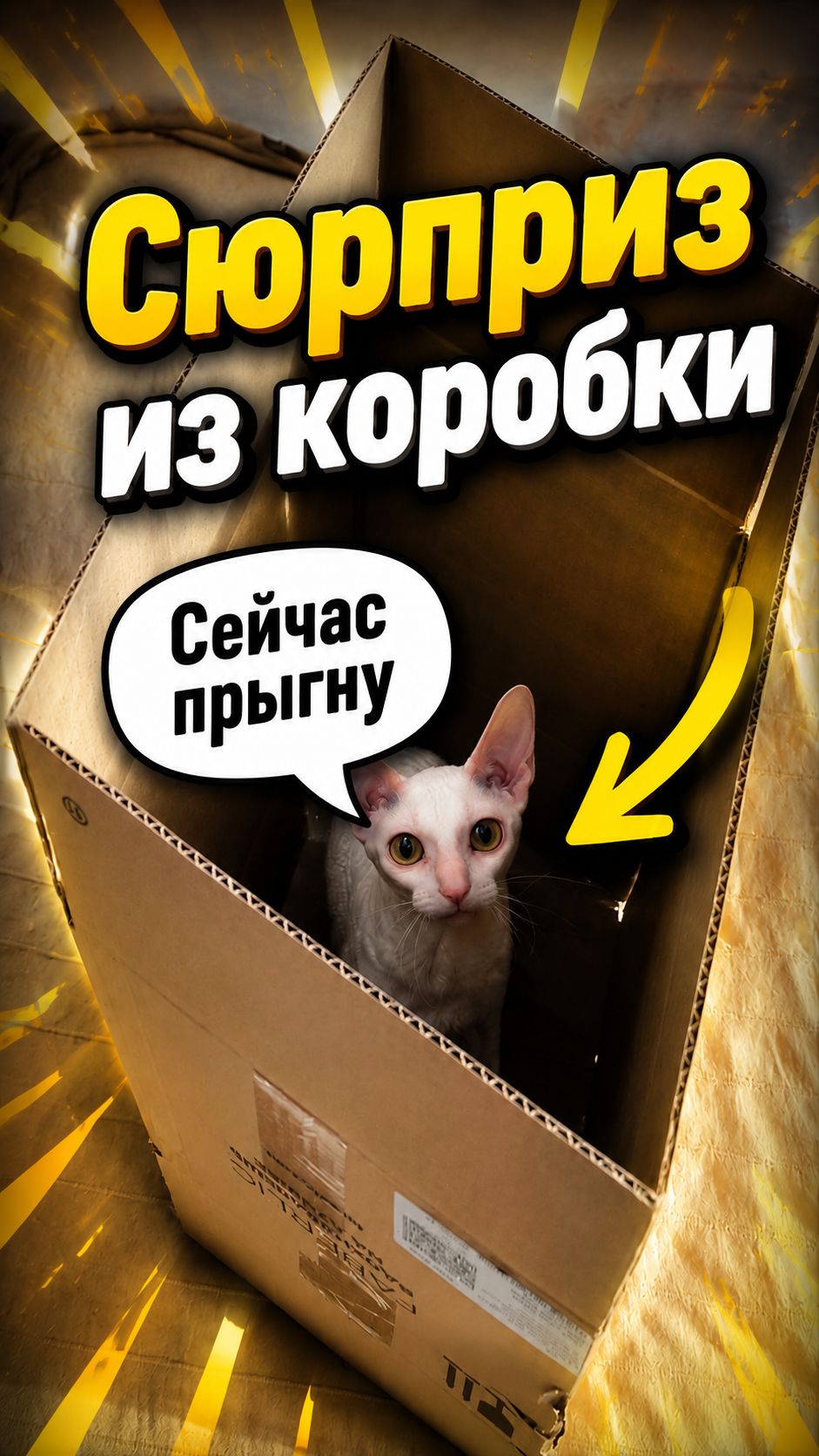 Сюрприз из коробки 😂🤣🤗 #кошки #монаитофи