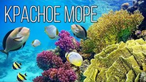 Красное Море: Самое Странное Море Или Самый Молодой Океан Планеты?