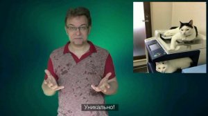 Кошки против стресса