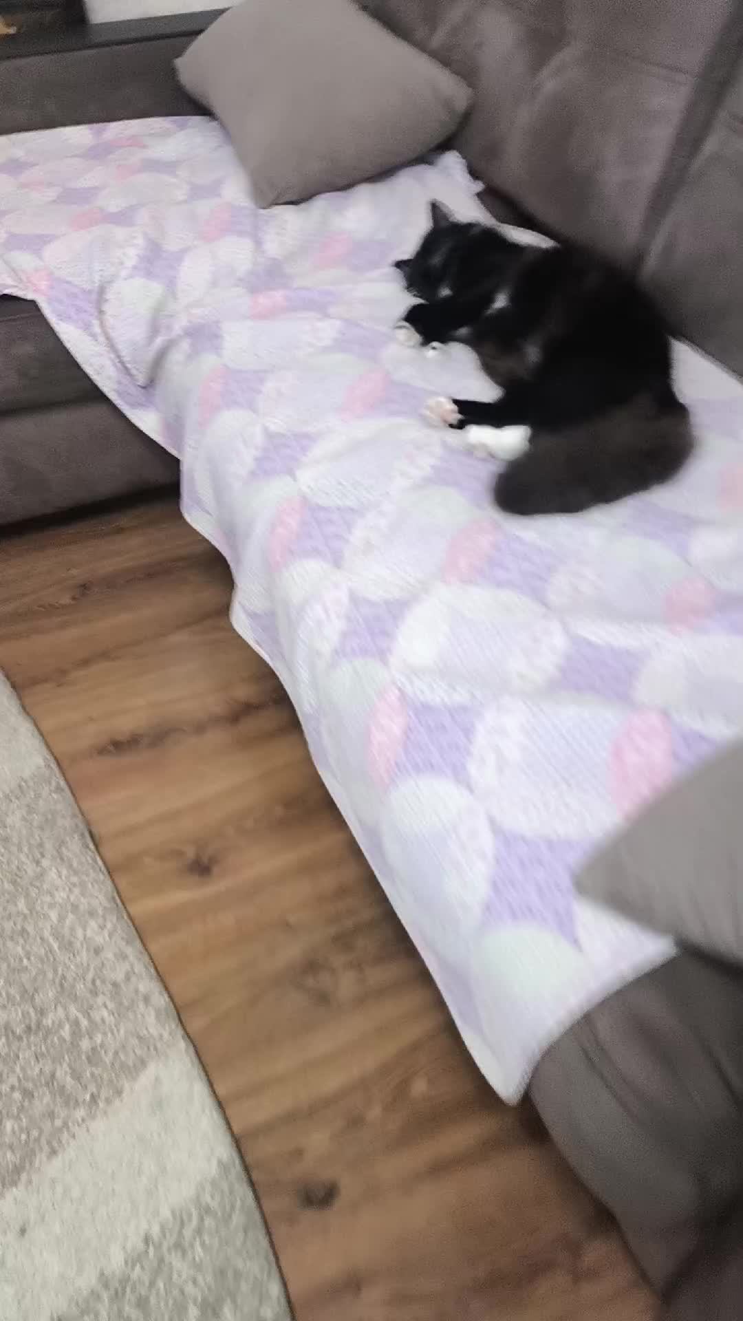 мой кот