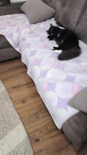 мой кот