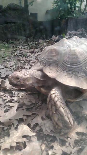 Пятница_ режим черепахи активирован! 🐢💤#черепаха #пятница #начиле