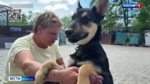 Возьми питомца из приюта