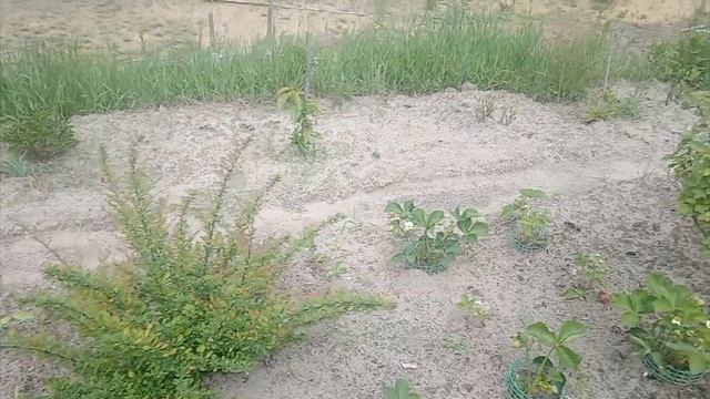 335. Огород зарос, вишни погибли, но мы на позитиве. смотреть онлайн