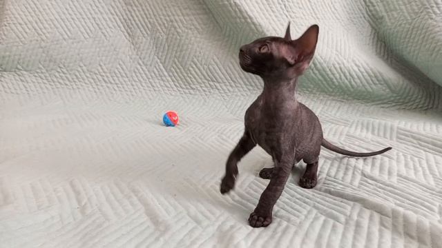 Котёнок кот корниш рекс Драйв Велюр Кольского Севера. 
Дата рождения 31.03.26