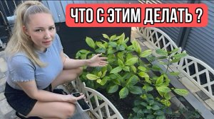 ВЛОГ ! Наши РОЗЫ !