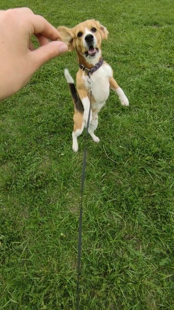 dog vlog