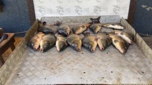улов карпа на большом водоёме