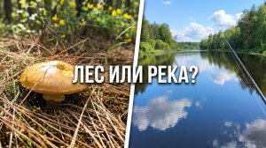 Ранние маслята, река и удочка. Идеальный весенний день в лесу