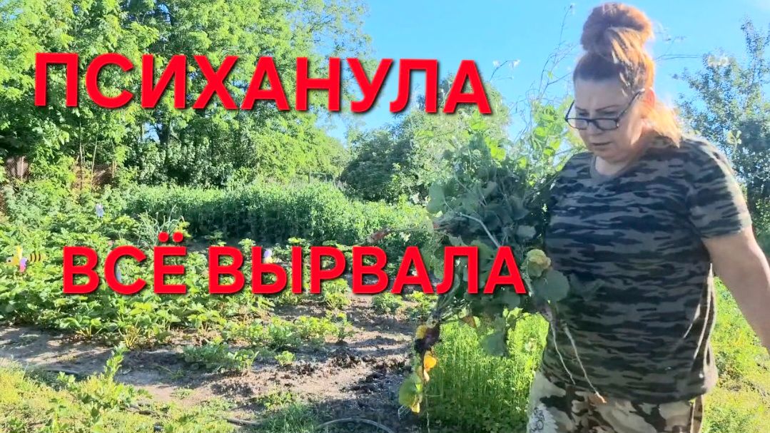 1278 Первое Воровство.Клубника не заканчивается. Психанула и всё вырвала.Сколько кустов помидор.