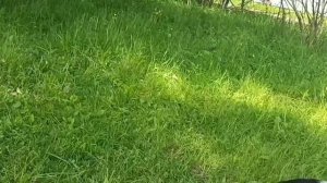 Привезли деловой горбыль и щебень/ Гуляю с козами/ Болталка от меня.