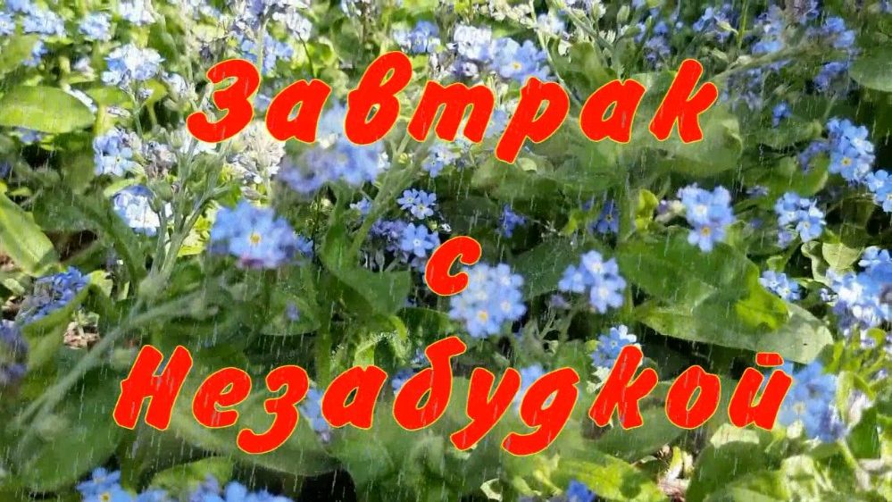 Завтрак с Незабудкой. Стихи- Е.Кузьмина-Феоктистова, исполнение- Р.Костыренко, монтаж- Е.Доставалов