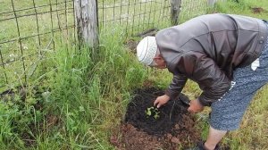 Сливы пересаживаю на постоянное место посеянных осенью