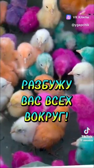 vkclips_20260527104654