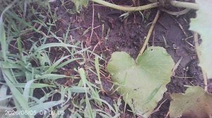 Обзор лунки с опережающими кабачками сорта ЗЕБРА