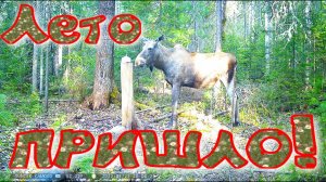 Июнь не теряю время готовлюсь к сезону переделываю правлю путик обновил солонец попытка рыбачить