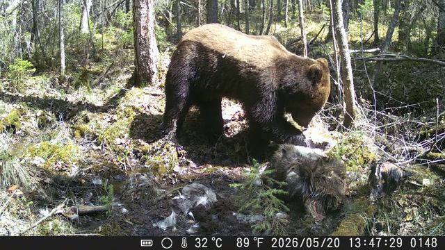 Видео от Красноярская тайга. Фотоловушки