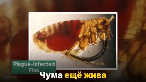 Чуме 5000 лет — и она до сих пор не побеждена
