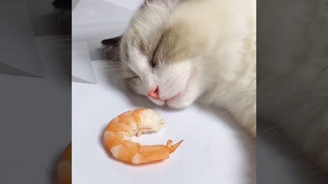 Вещий кото сон