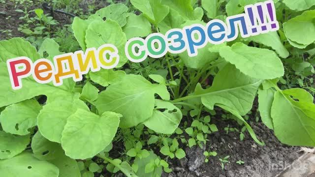 Редис созрел!!! смотреть онлайн