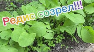 Редис созрел!!!
