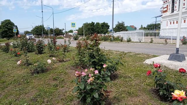 Я у школы! Храм Пресвятой Богородицы! Красивенные розы! Бабка не продала носки! Юг России🍓🌴🌹