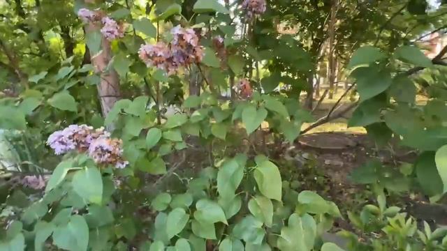 Сирень отцвела — срочно сделайте это с кустом