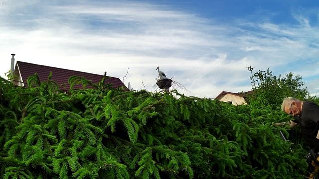 Живая изгородь