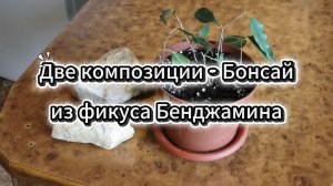 Две композиции - Бонсай из фикуса Бенджамина (4К)