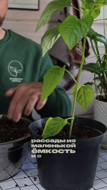 Пикировка или перевалка - что выбрать?