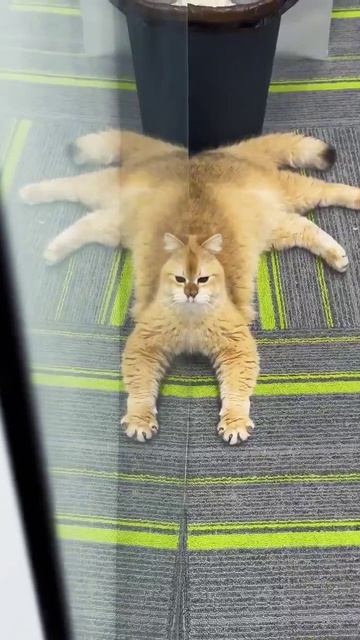 Зеркальный кот