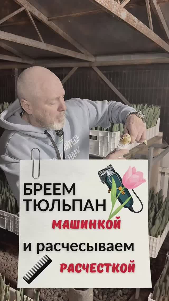 Всё о выгонке тюльпанов на гидропонике. Заходи, подписывайся 😉