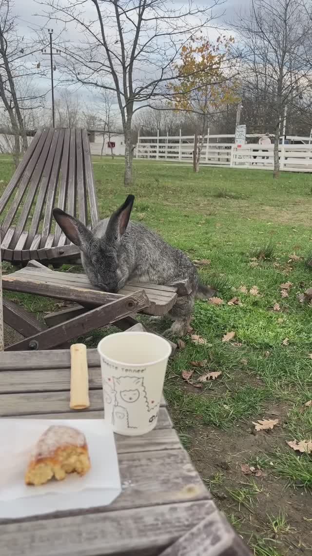 Пикник на ферме ☕️🐇