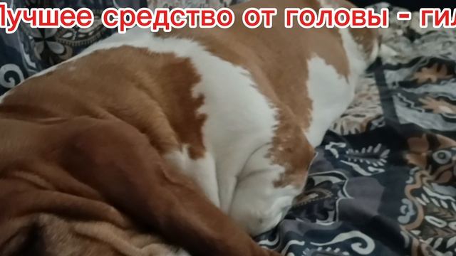 Бассет: ЖУТКАЯ метеозависимость. Наверное сегодня магнитные БУРИ.