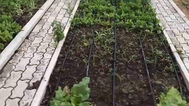 Капельный полив на грядках огорода