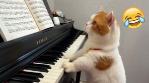 Приколы с котами! Смешные коты − Смешные видео про котов