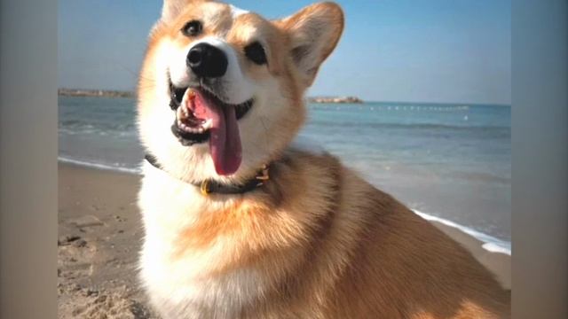 Берегите собак 🐶