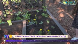 В парке Авиаторов разбили кухонный огород