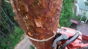 Валка деревьев частями, эпизод 7