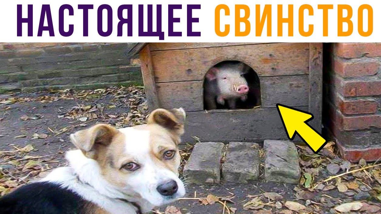 Настоящее СВИНСТВО)) Приколы смотреть онлайн