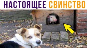 Настоящее СВИНСТВО)) Приколы