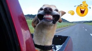 Приколы с животными! Смешные коты! Тест на ПСИХИКУ