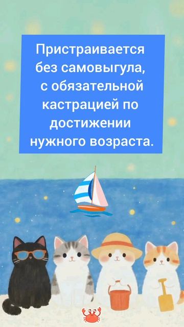 Ищет дом малышок Пушик. #Москва