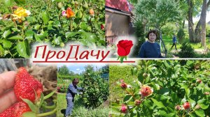 Розы срезаю для букета🌹, клубника поспевает!
