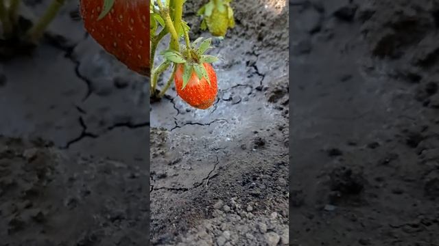 Наш бульмень и наше утро